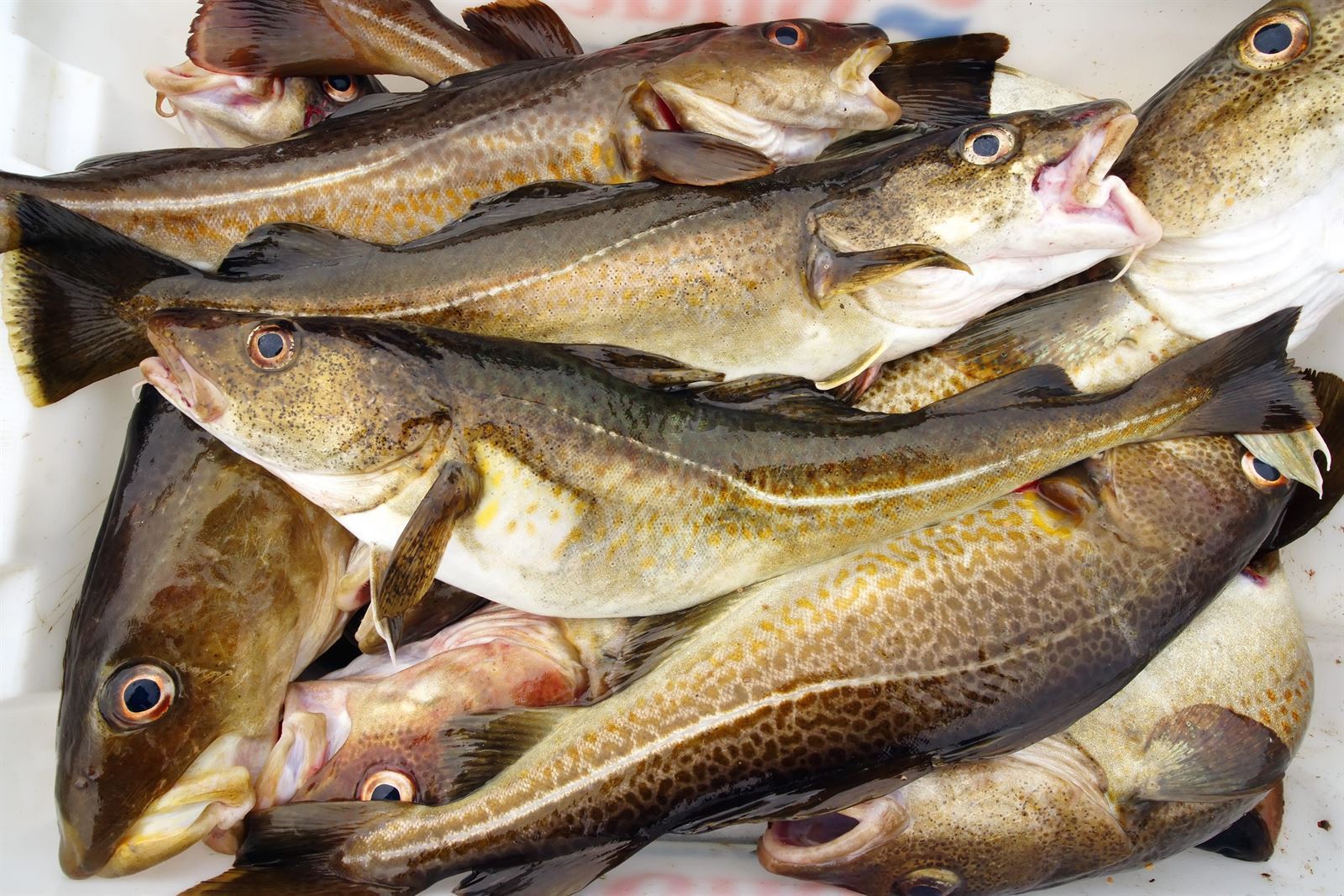 Bacalao entero fresco - Imagen 1