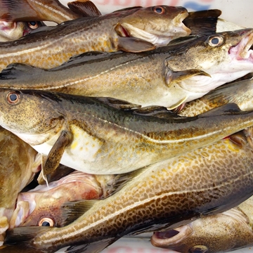 Bacalao entero fresco - Imagen 1